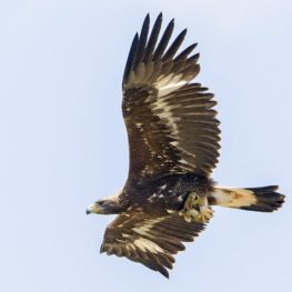 Immature Golden Eagle