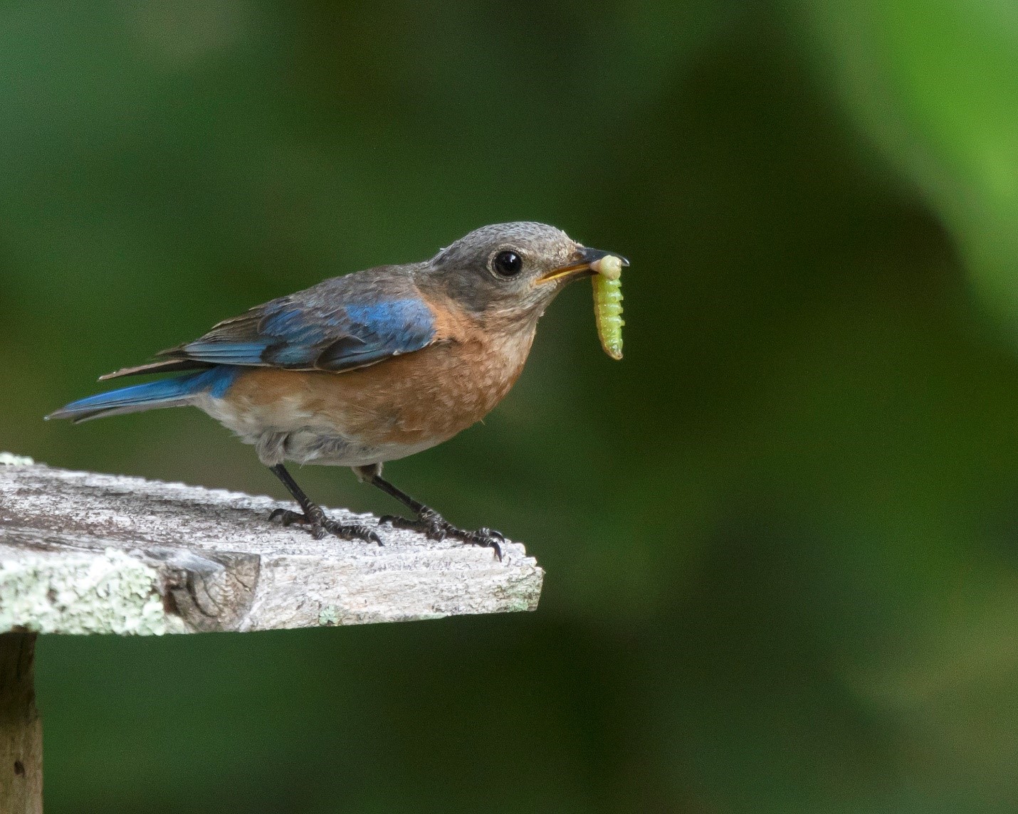 Creature Feature Eastern Bluebird Raritan Headwaters creature-feature-eastern-bluebird-raritan-headwaters