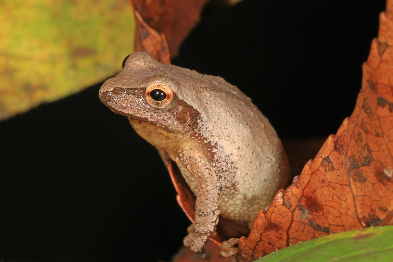 Creature Feature Spring Peeper Raritan Headwaters