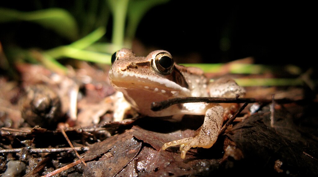 Creature Feature: Wood Frog - Raritan Headwaters