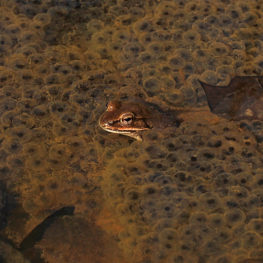 Creature Feature: Wood Frog - Raritan Headwaters
