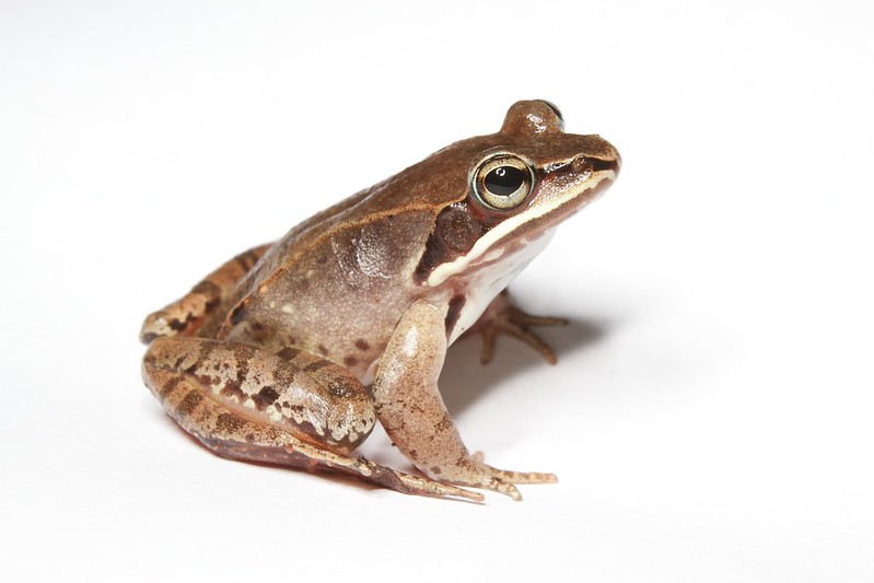 Creature Feature: Wood Frog - Raritan Headwaters