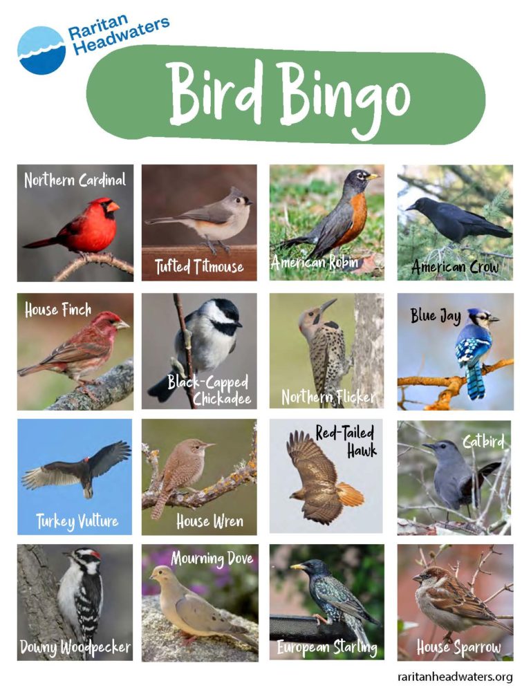 Backyard Bird Bingo Raritan Headwaters Backyard Bird Bingo Raritan Headwaters
