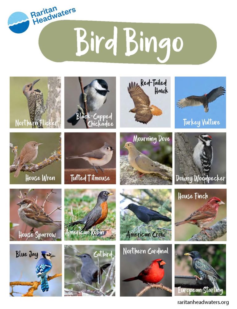 Backyard Bird Bingo Raritan Headwaters