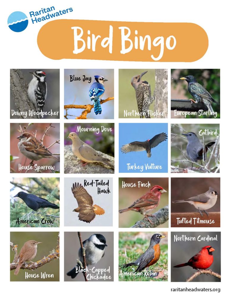 backyard-bird-bingo-raritan-headwaters