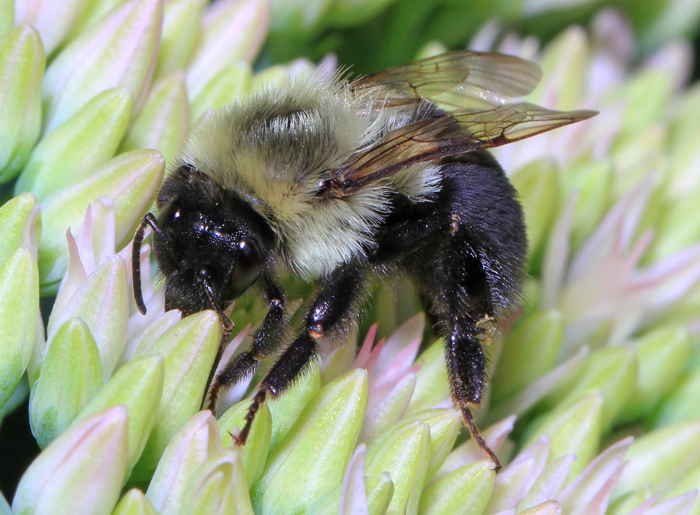 Common Eastern Bumblebee (NPS National Capital Region Bees and Wasps) ·  iNaturalist