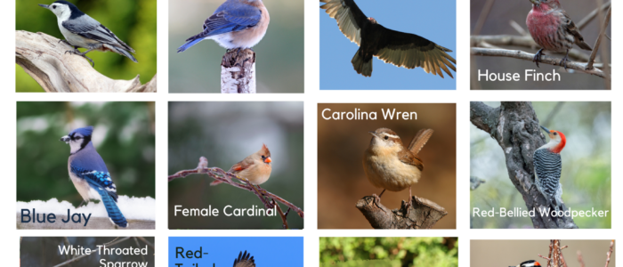 Backyard Bird Bingo! - Raritan Headwaters backyard-bird-bingo-raritan-headwaters