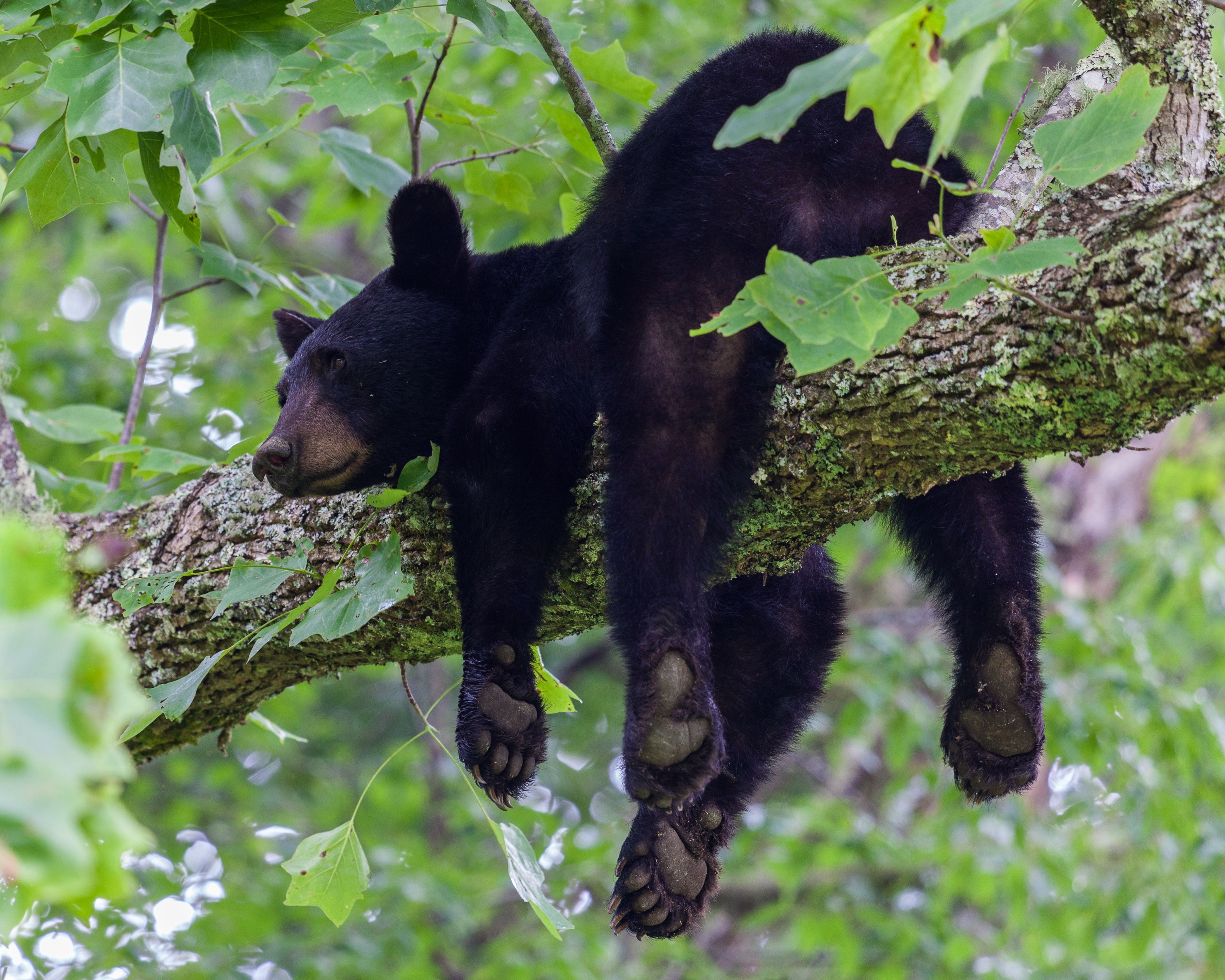 American Black Bear Habitat