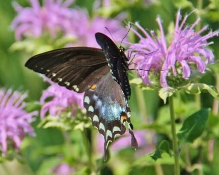 What Do Black Swallowtail Butterflies Eat 