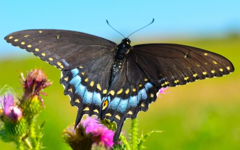 Creature Feature: Black Swallowtail Butterfly - Raritan Headwaters