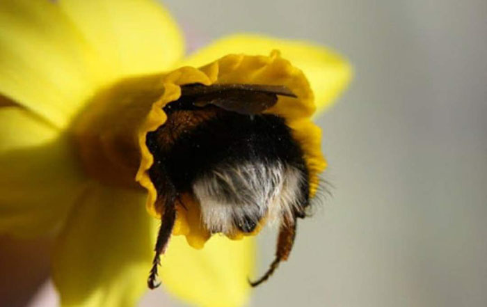 Creature Feature: Common Eastern Bumblebee - Raritan Headwaters