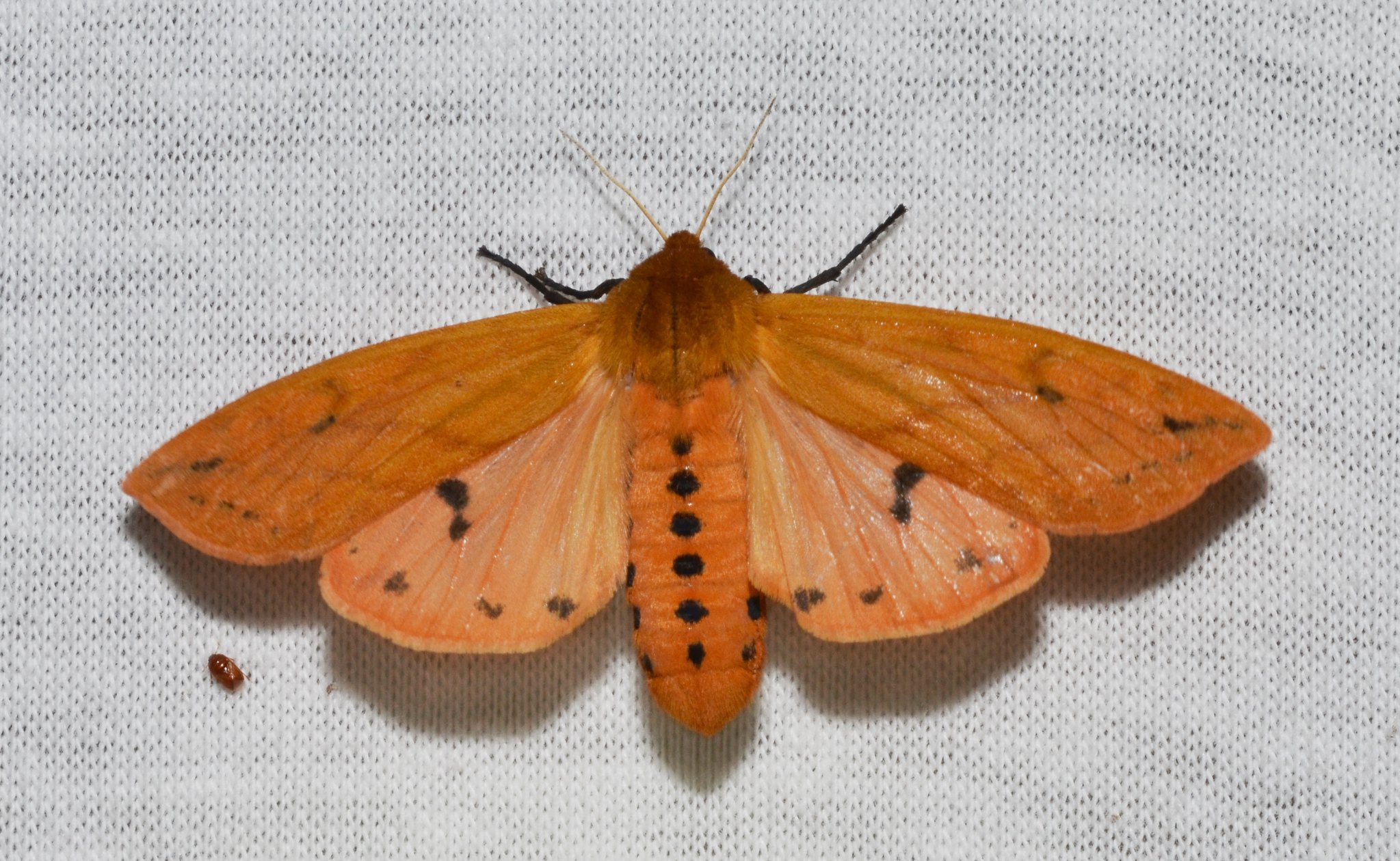 Creature Feature Woolly Bear Caterpillar Raritan Headwaters