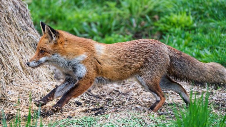 Creature Feature: Red Fox - Raritan Headwaters