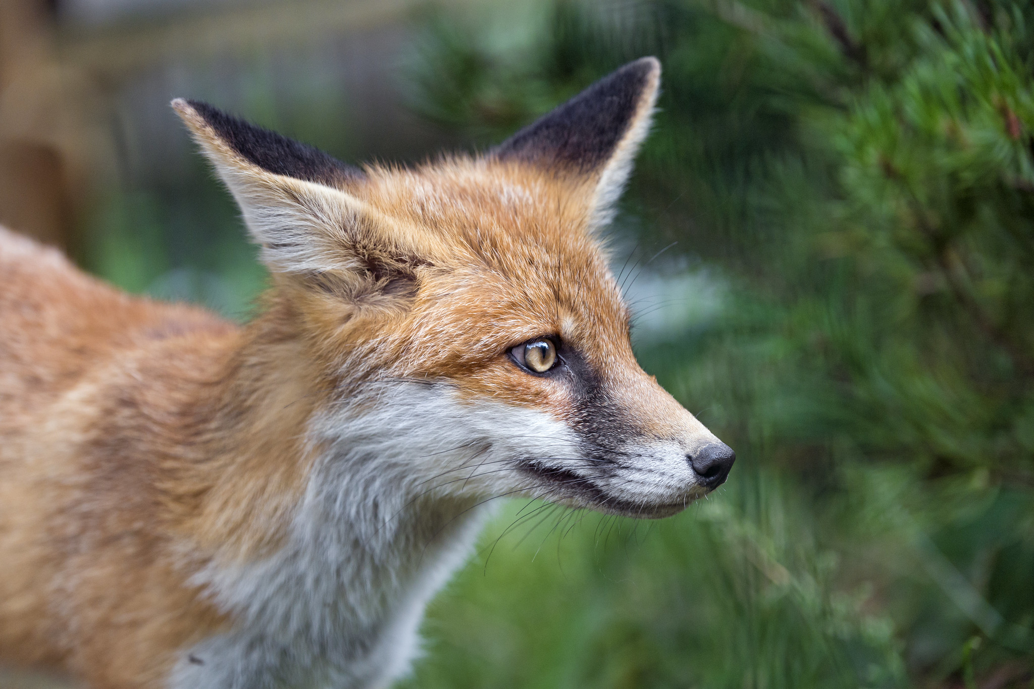 kompas Aftensmad Tahiti Creature Feature: Red Fox - Raritan Headwaters