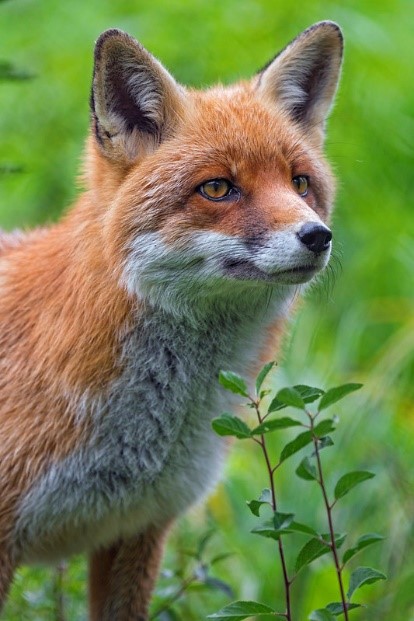 Creature Feature: Red Fox - Raritan Headwaters