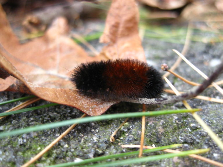 woolly bear caterpillar woolly bear caterpillar