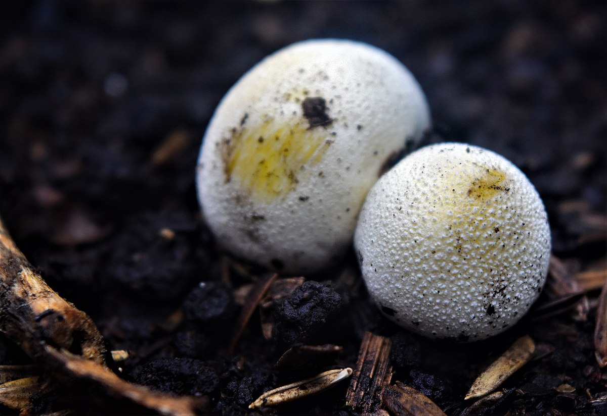 Are these puff balls? : r/Mushrooms