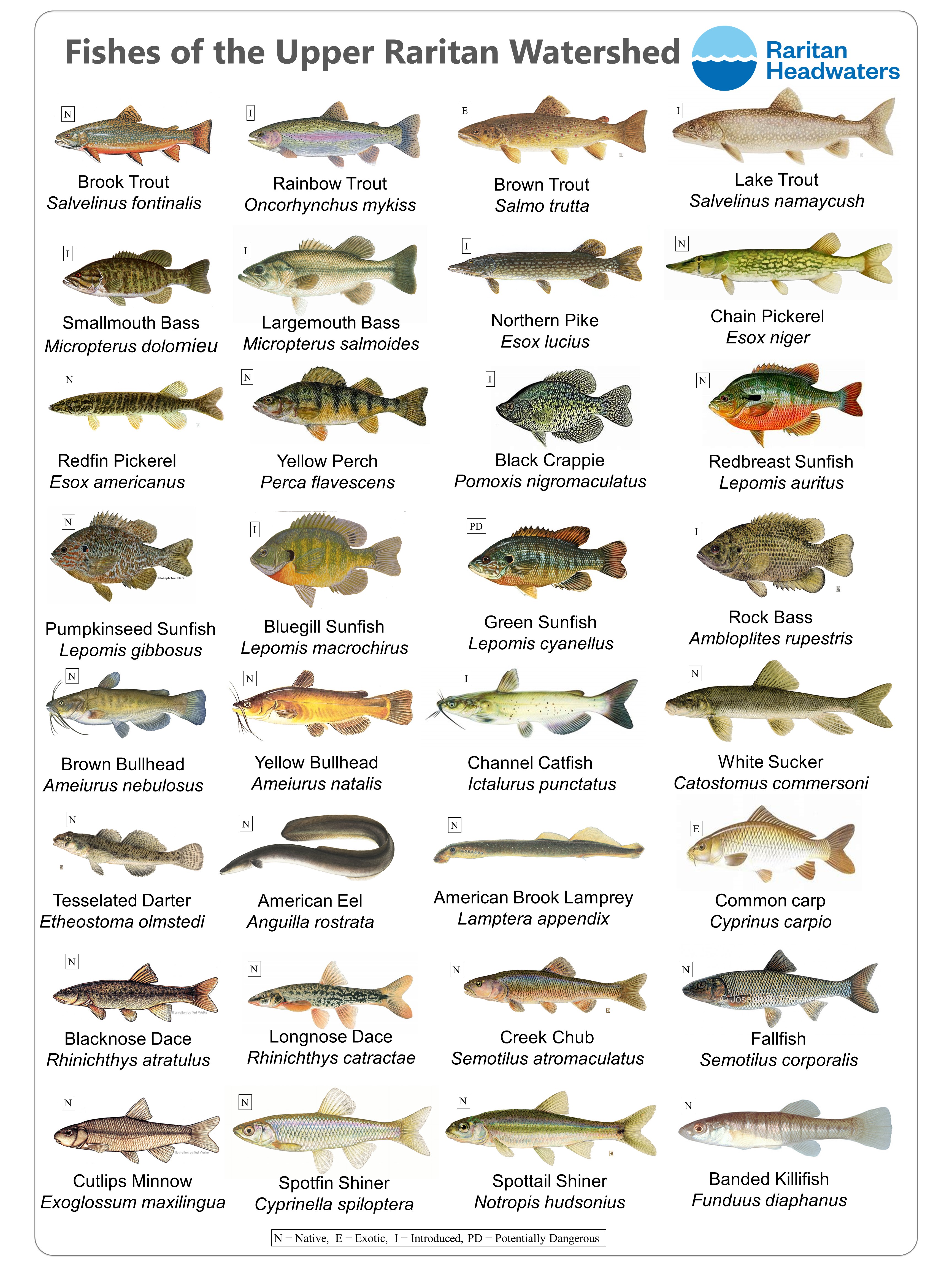 list of fish