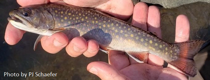 Fishes of the Upper Raritan - Raritan Headwaters