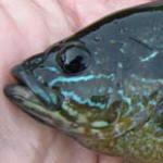 Fishes of the Upper Raritan - Raritan Headwaters