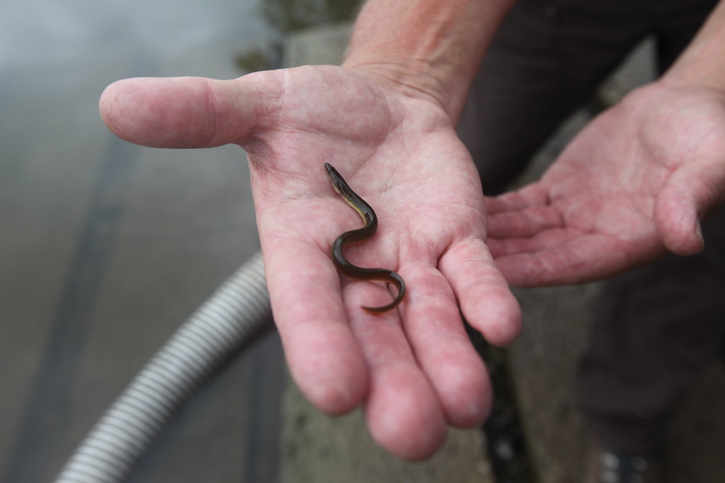 Creature Feature: American Eel - Raritan Headwaters