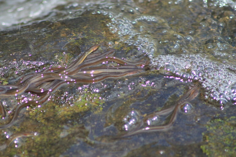 Creature Feature American Eel Raritan Headwaters