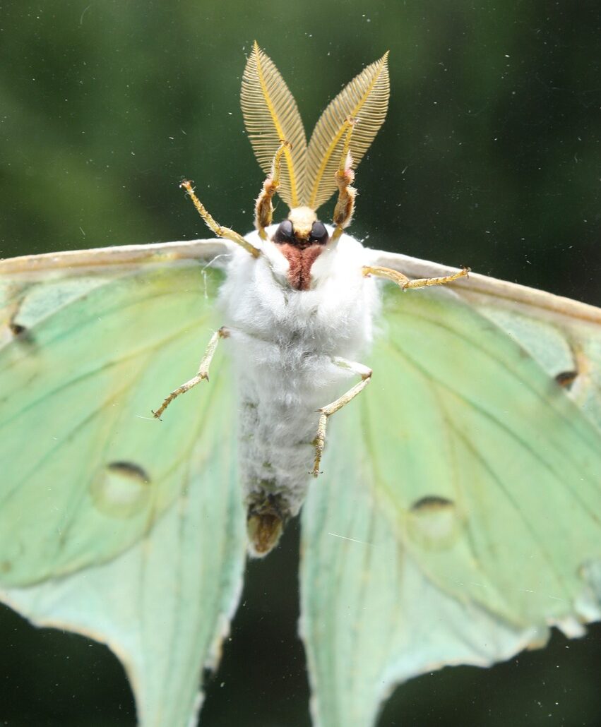 Luna Moth Life Cycle