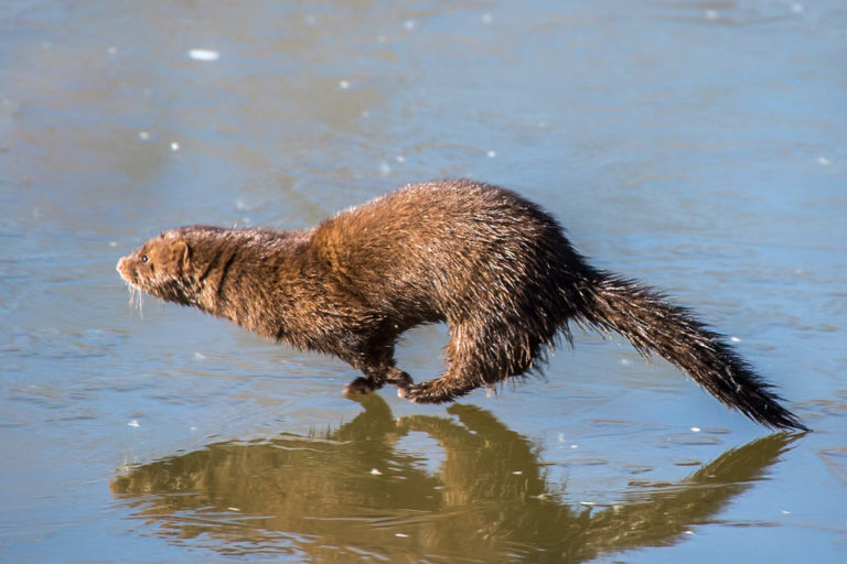 Creature Feature American Mink Raritan Headwaters