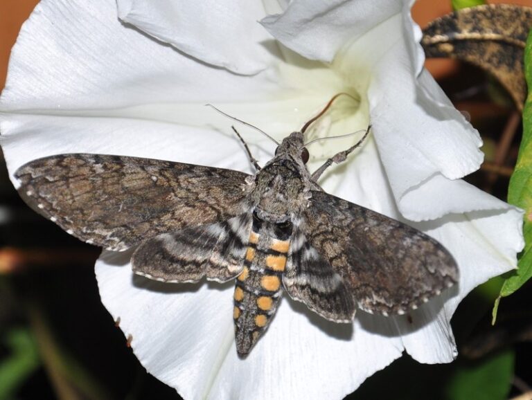 Over the Moon for Moths Raritan Headwaters