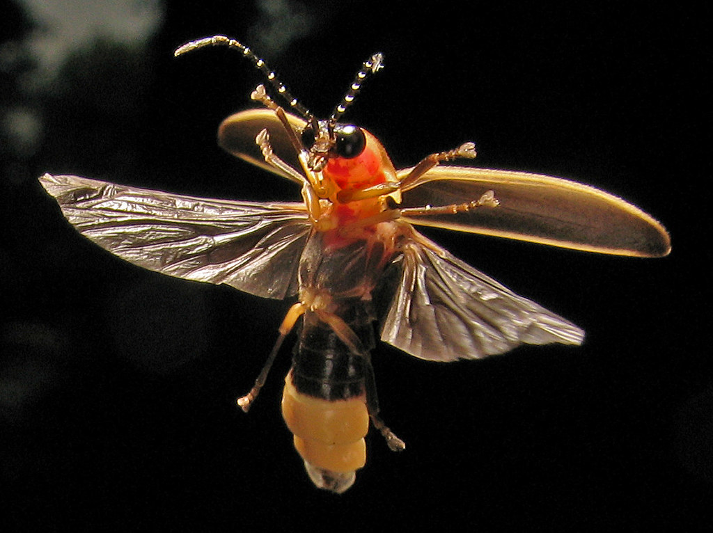 Creature Feature: Lightning Bug - Raritan Headwaters