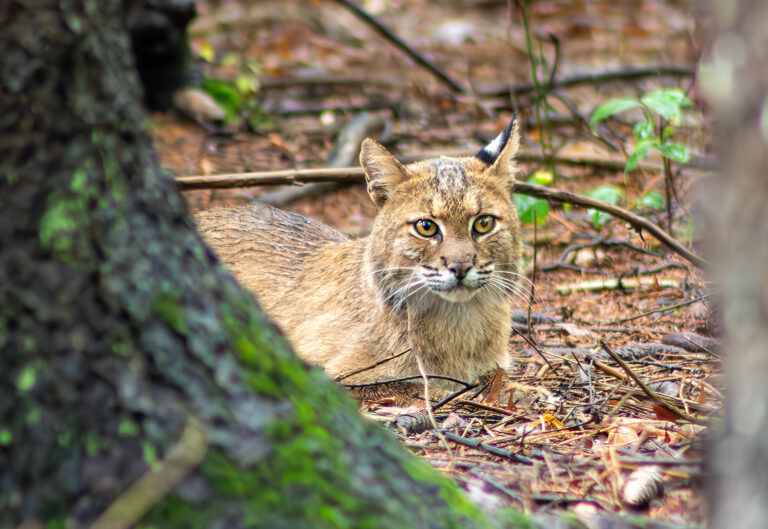 The Elusive Bobcat - Raritan Headwaters